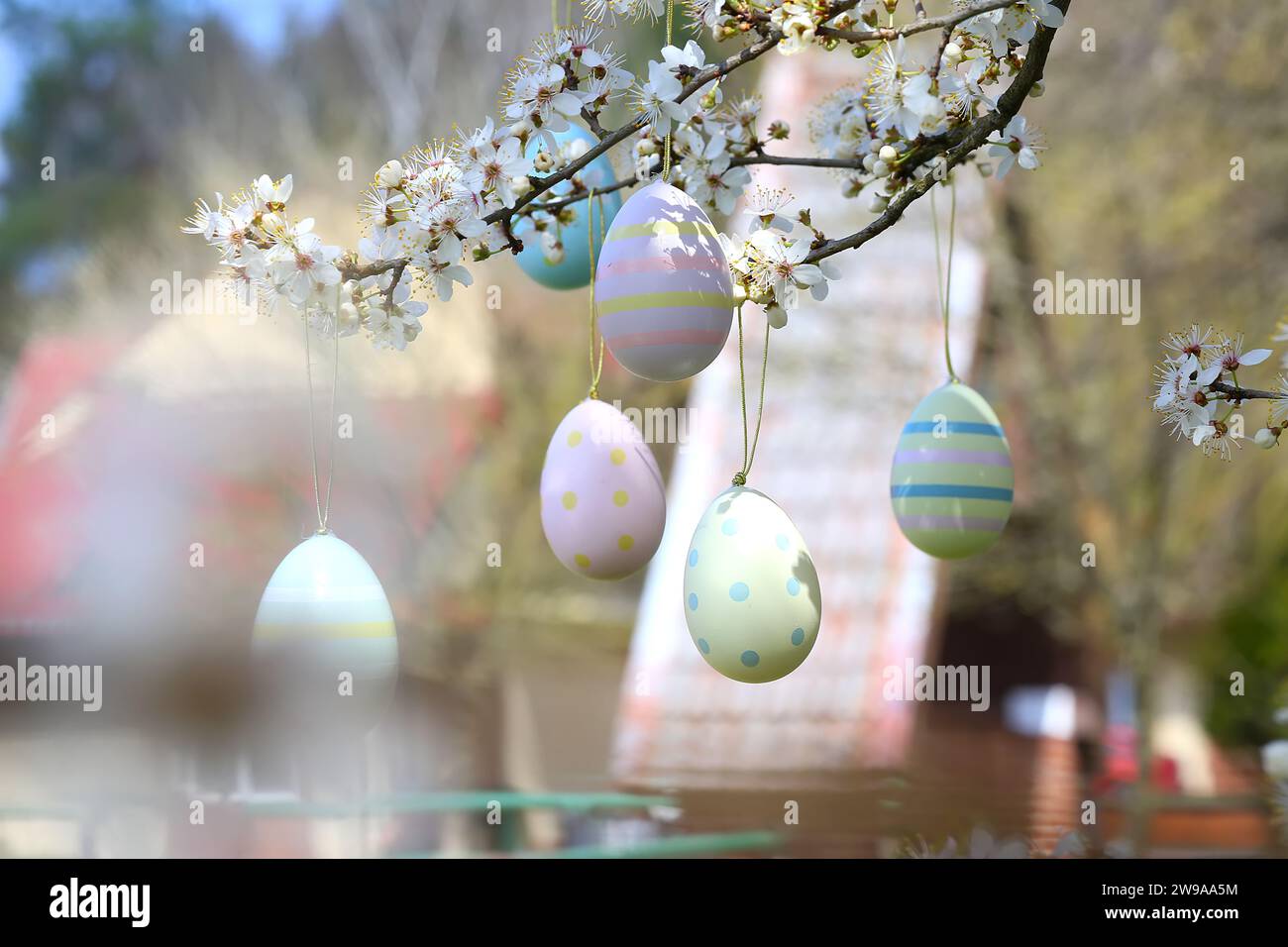 colorful easter eggs hanging on blooming plum tree branches outdoor in park or garden Stock Photo