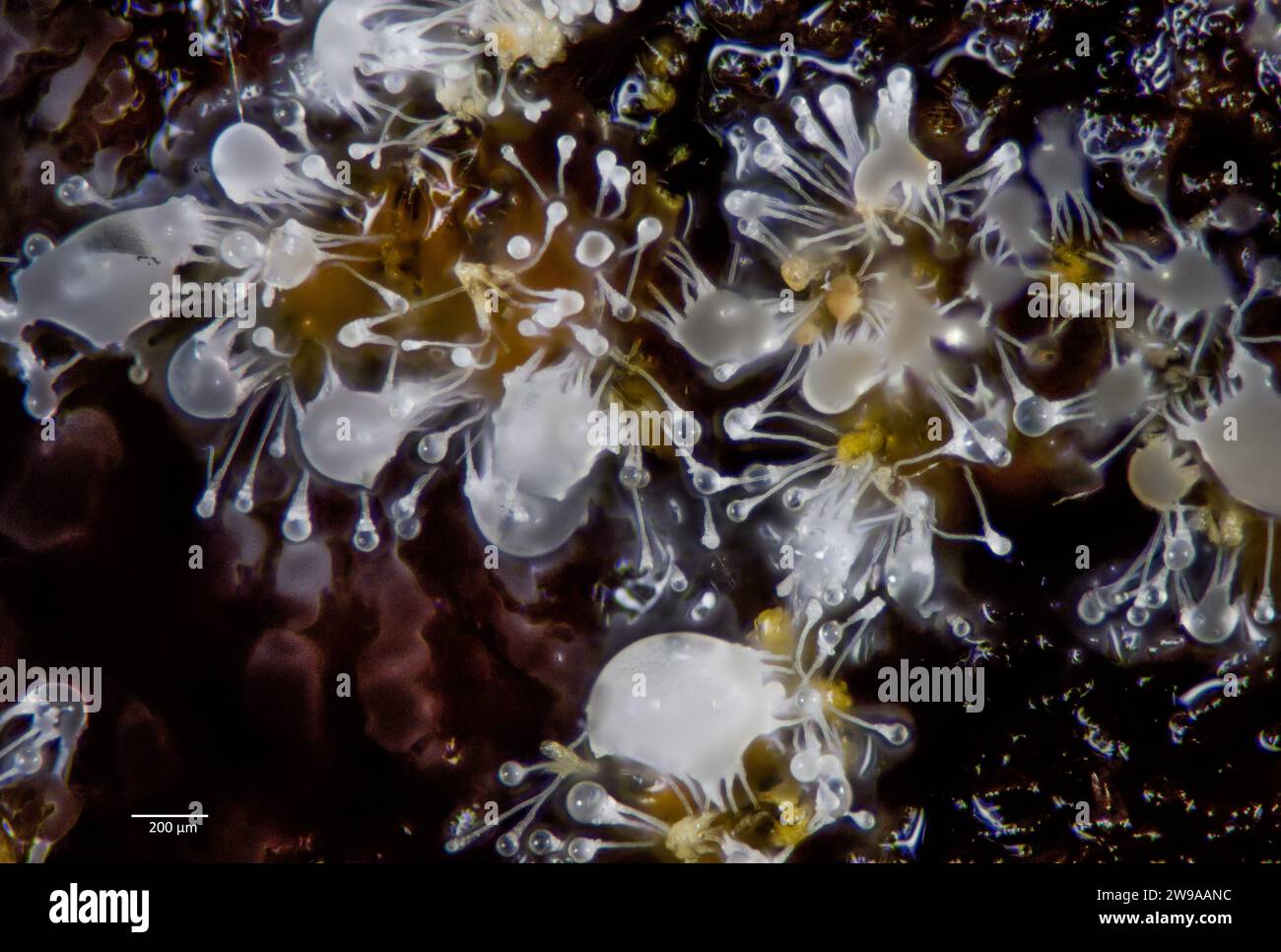 The hyphomyceet Blistum tomentosum (Syn.: Polycephalomyces tomentosus) with glass-like sporangia. The species often parasitize slime mould of the gene Stock Photo