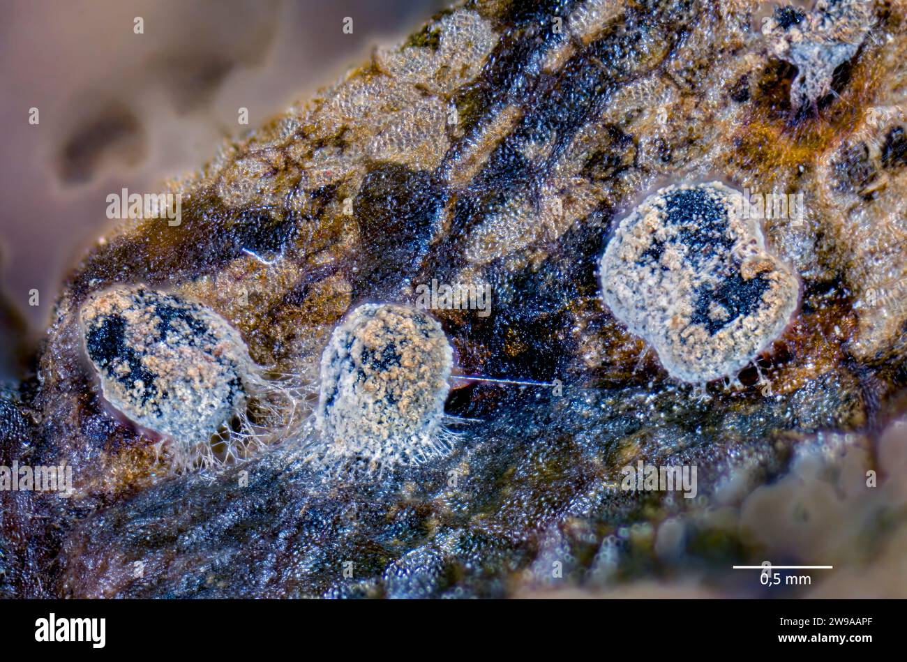 Slime mold sporocarps (Lepidoderma sp., probably L. tigrinum) growing on a decaying leaf (Acer sp.). Stock Photo