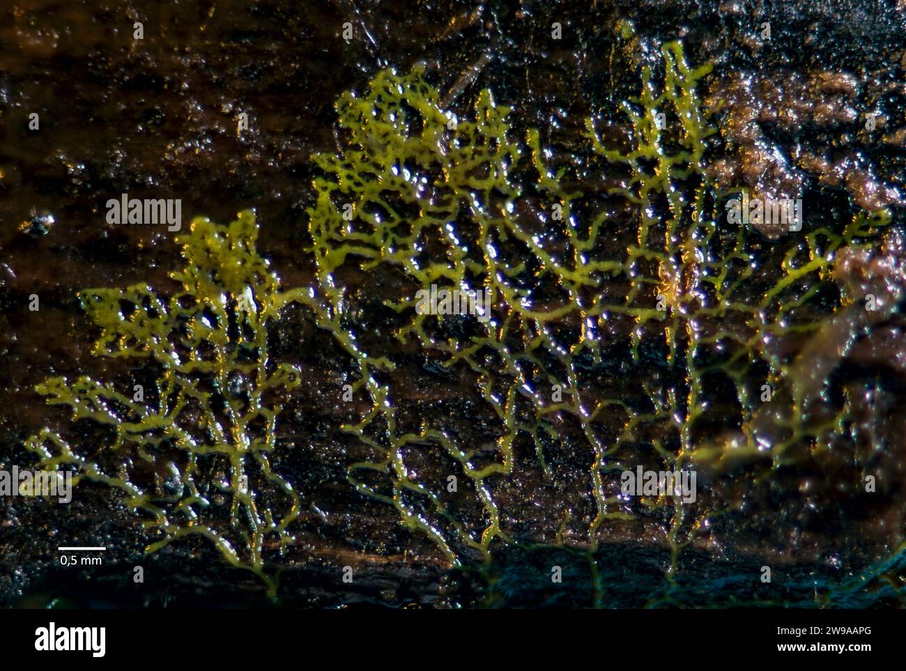 Plasmodium of slime mould (Badhamia sp.?) growing on a fungus decaying on an old tree collected in south-western Norway. Stock Photo