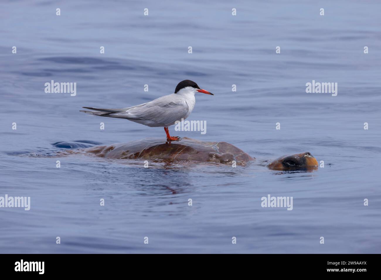 Actic Tern (Sterna paradisaea) riding on a Loggerhead Sea Turtle (Caretta caretta), viewed from a whale watching boat, Azores, Portugal Stock Photo