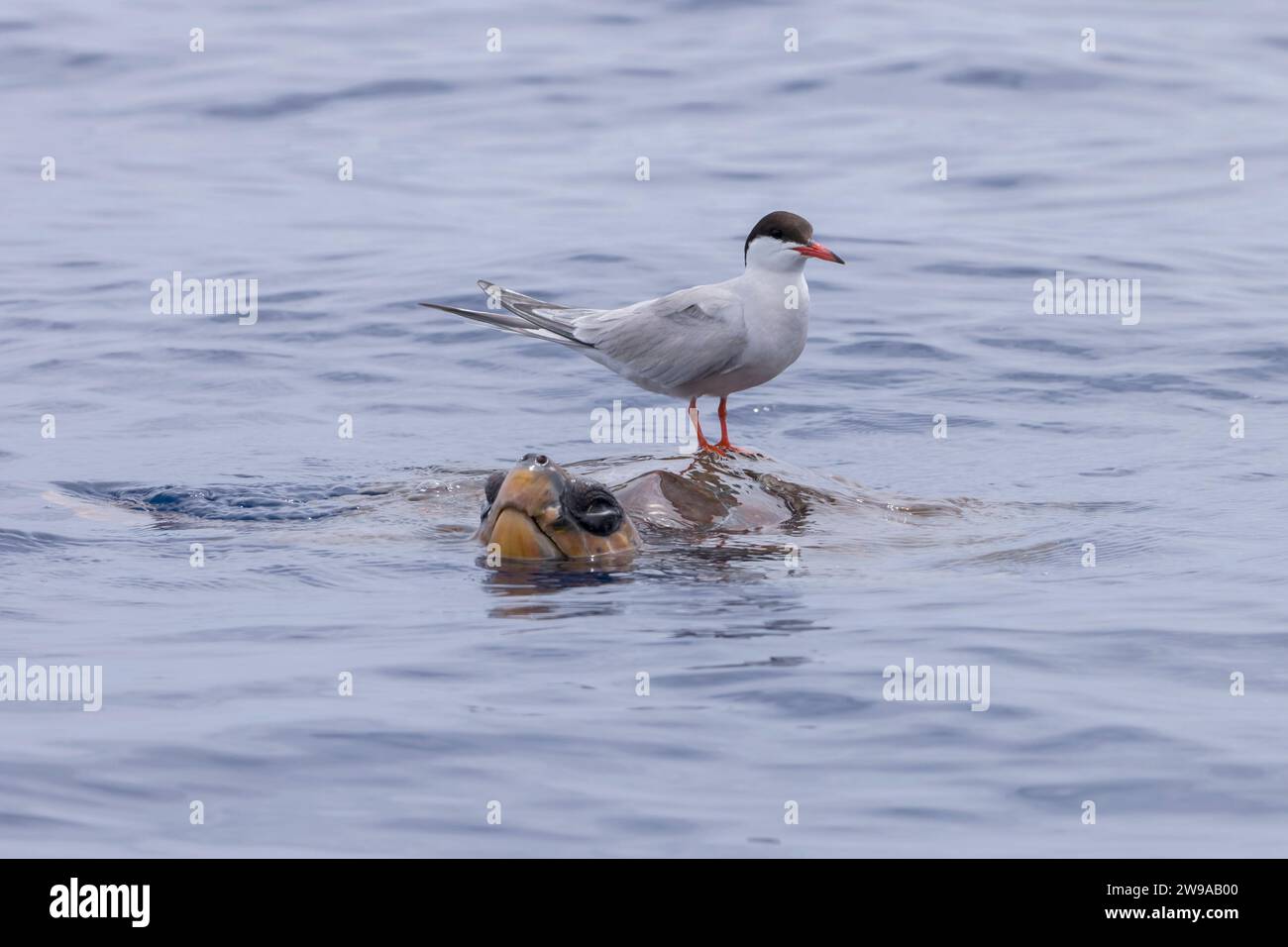 Actic Tern (Sterna paradisaea) riding on a Loggerhead Sea Turtle (Caretta caretta), viewed from a whale watching boat, Azores, Portugal Stock Photo