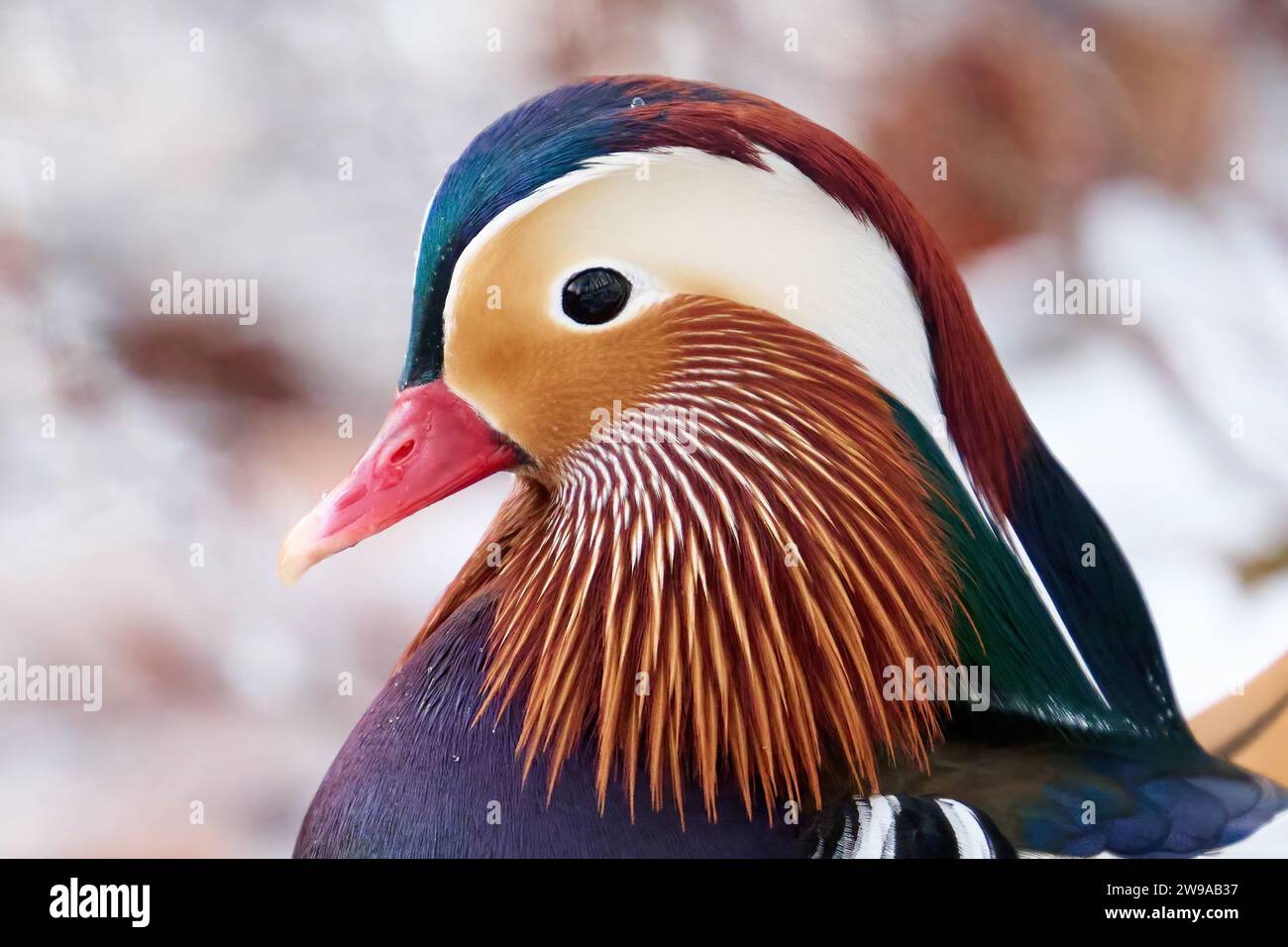 Mandarin duck (Aix galericulata) in its natural environment Stock Photo
