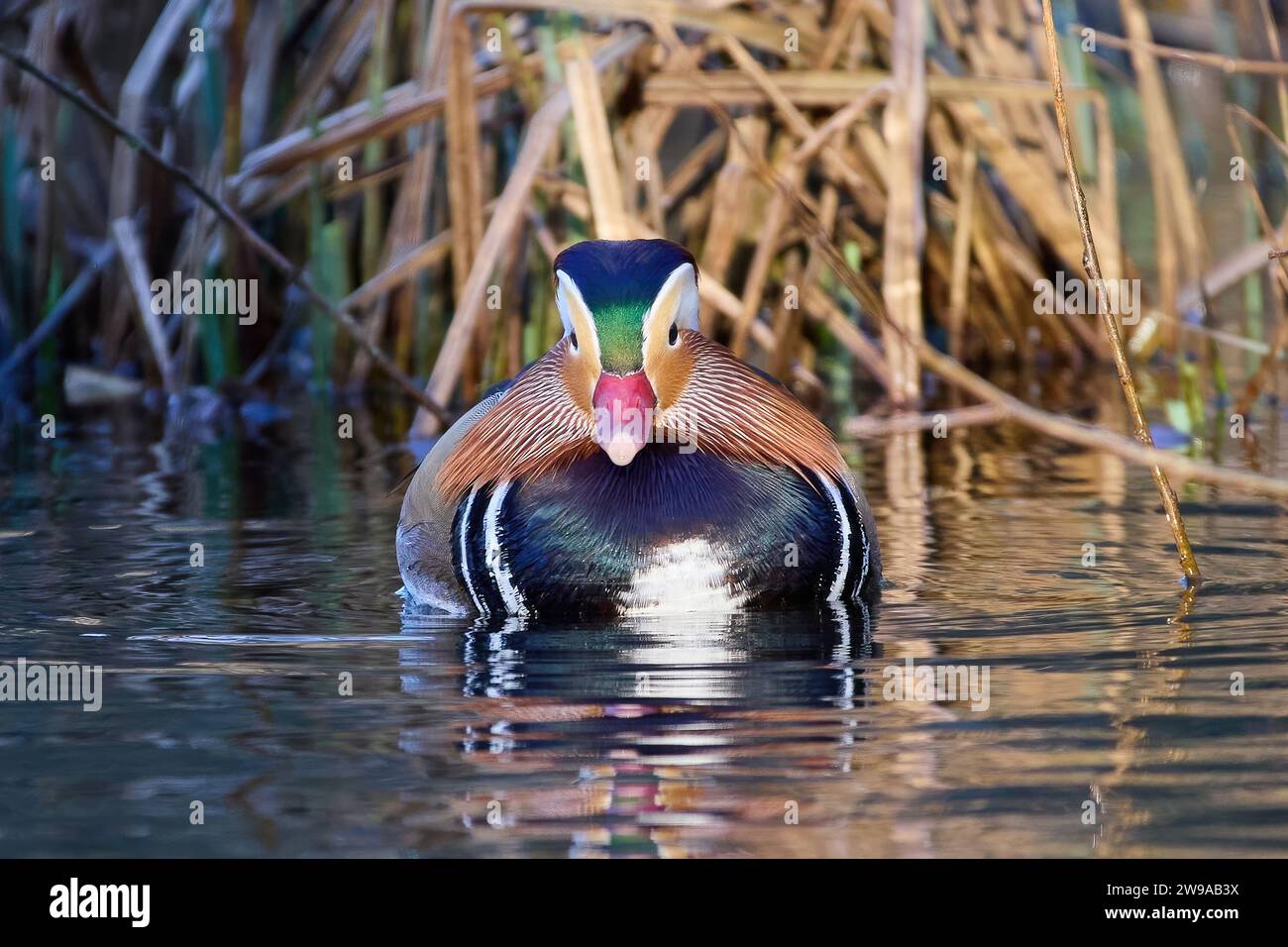Mandarin duck (Aix galericulata) in its natural environment Stock Photo