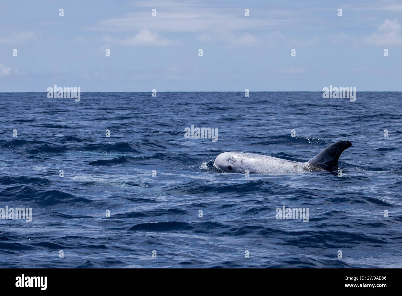 Risso's Dolphins (Grampus griseus) are residents of Pico, Azores of Portugal Stock Photo