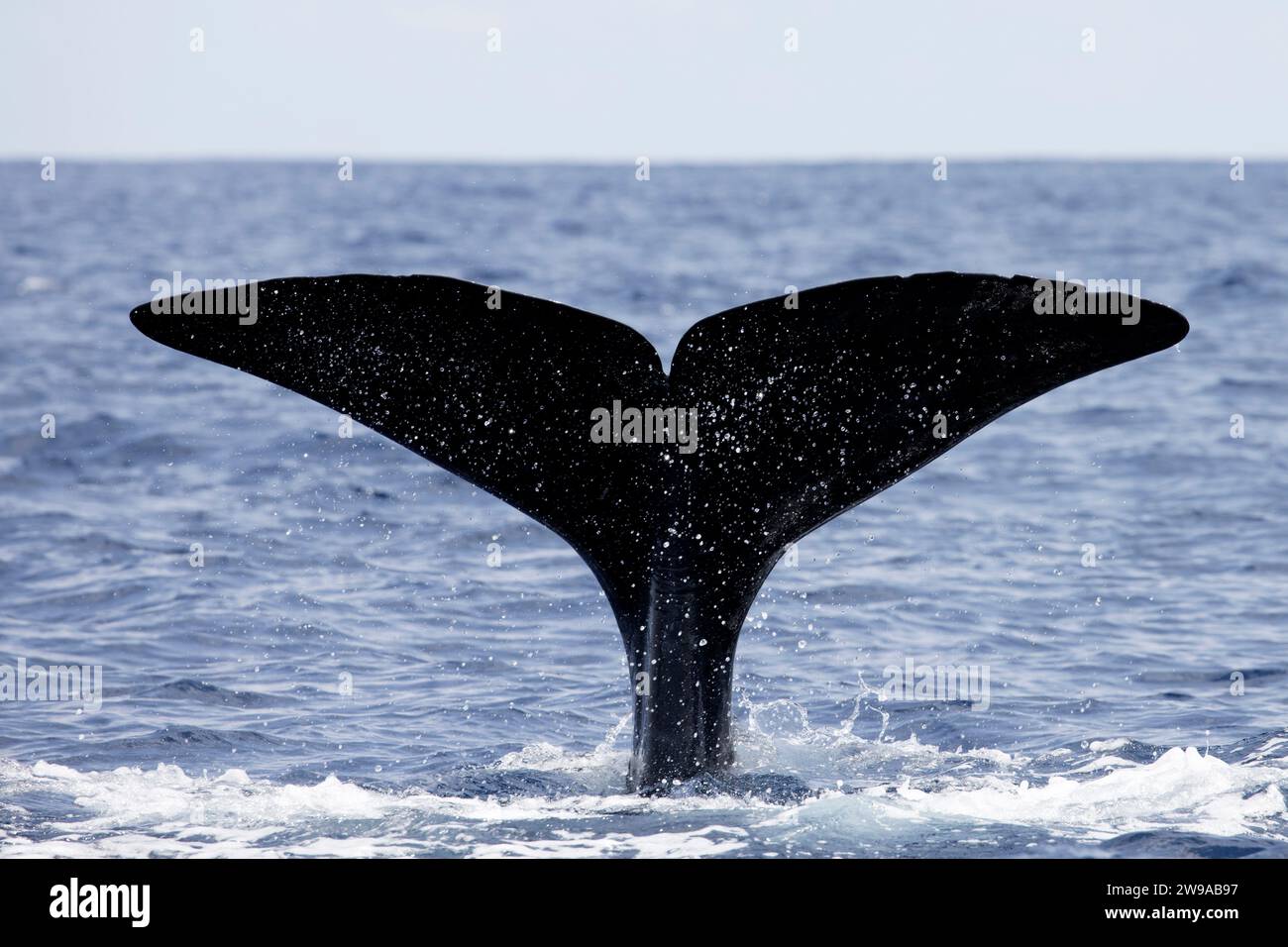 Sperm Whale (Physeter macrocephalus) fluking, Pico of the Azores, Portugal Stock Photo