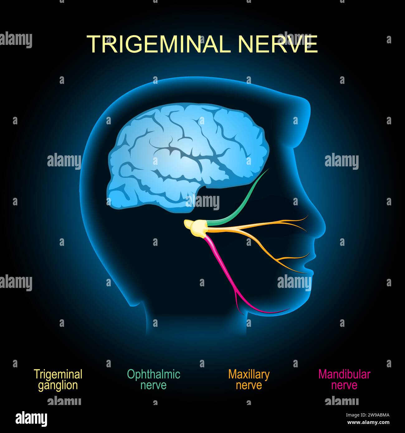 Trigeminal nerve. Realistic transparent blue human head with brain and Trigeminal ganglion, Mandibular, Maxillary, and Ophthalmic nerves, on dark back Stock Vector