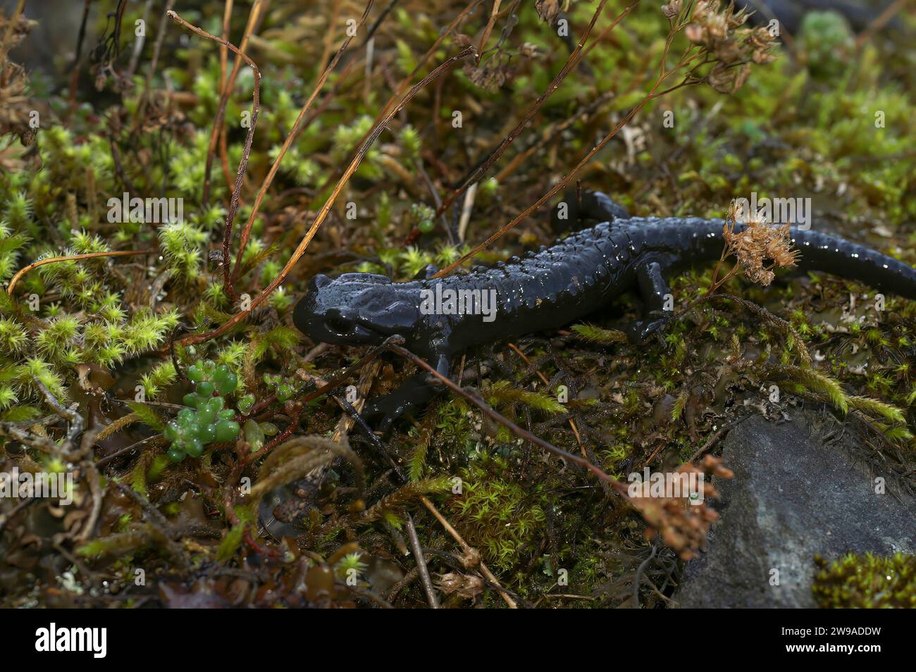 Natural closeup on the rare, charcoal black European alpine salamander, Salamandra atra from the Swiss Alps Stock Photo