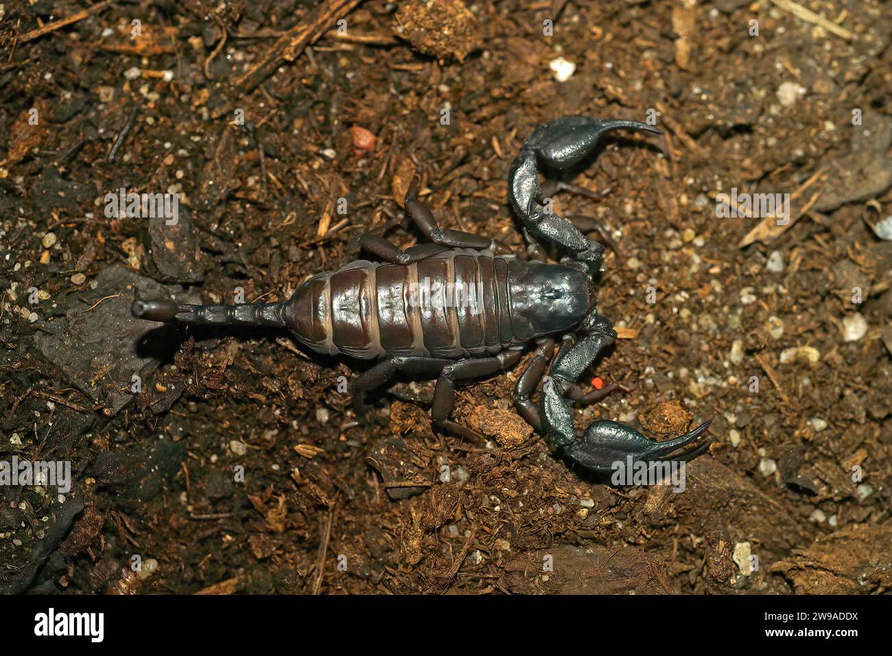 Detailed closeup on the South African flat rock scorpion, Hadogenes troglodytes often imported through the pet-trade Stock Photo