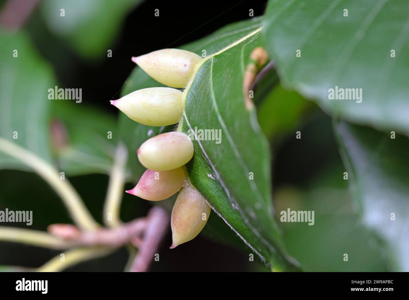 Close up macro image of young midge galls in spring on European beech leaf Stock Photo