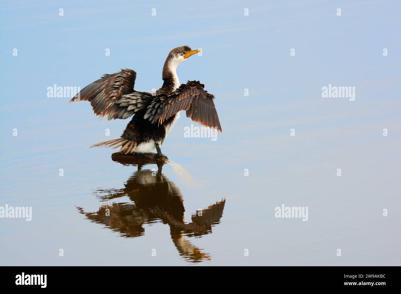 A juvenile Little Pied Cormorant, Microcarbo melanoleucos, drying winds at Bibra Lake in Perth, Western Australia. Stock Photo