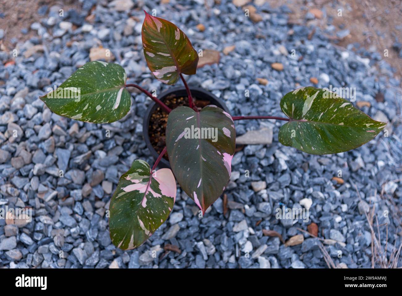Philodendrone pink princess marble king Stock Photo - Alamy