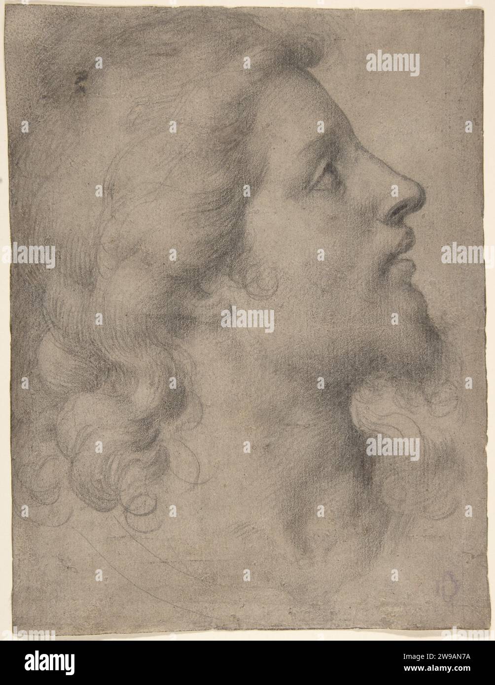 Head of a Bearded, Young Man in Profile Facing Right 2001 by Bronzino (Agnolo di Cosimo di Mariano) Stock Photo