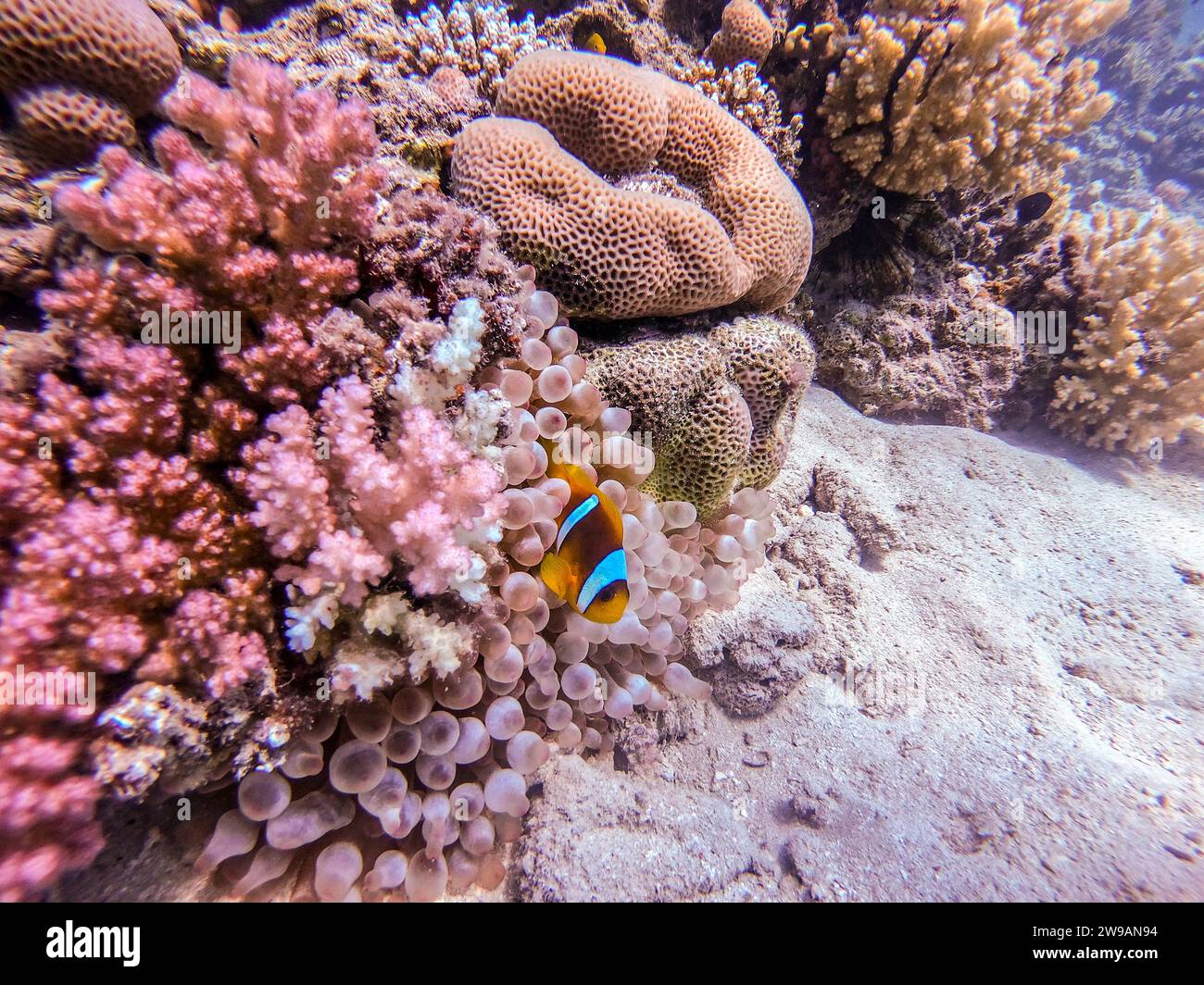 Close up view of Colorful tropical fish Red sea clown fish or amphiprion bicinctus (Amphiprion Inae) hiding in anemone its natural shelter on a coral Stock Photo