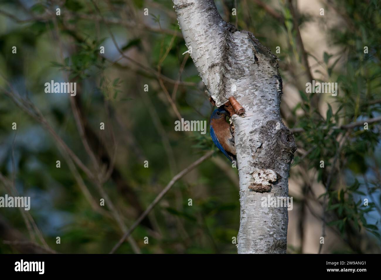 Eastern Bluebird male attending to the nest cavity Stock Photo