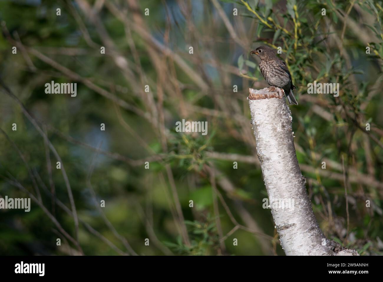 Female Eastern Bluebird perched atop the tree where their nest is Stock Photo