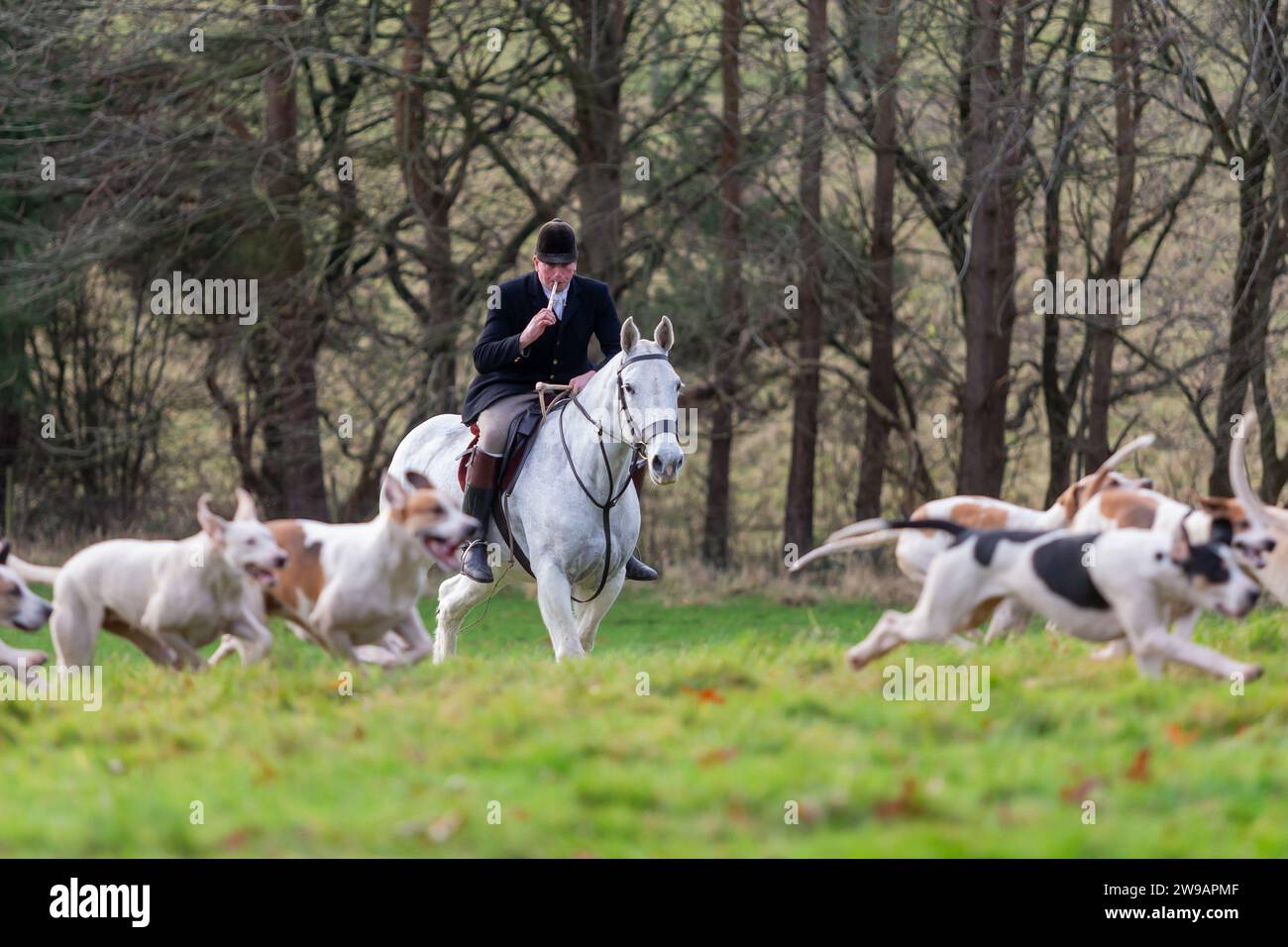 Hagley, Worcestershire, UK. 26th Dec, 2023. The Master of the Hounds takes to the field with the hounds at the Albrighton and Woodland Hunt's Boxing Day meet at Hagley Hall, Worcestershire. Credit: Peter Lopeman/Alamy Live News Stock Photo
