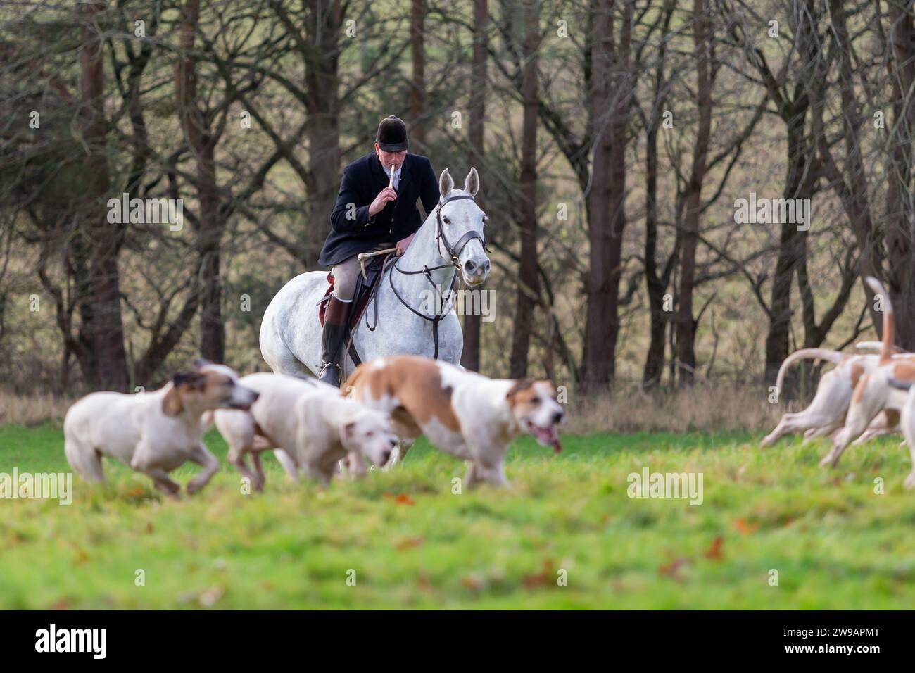 Hagley, Worcestershire, UK. 26th Dec, 2023. The Master of the Hounds takes to the field with the hounds at the Albrighton and Woodland Hunt's Boxing Day meet at Hagley Hall, Worcestershire. Credit: Peter Lopeman/Alamy Live News Stock Photo