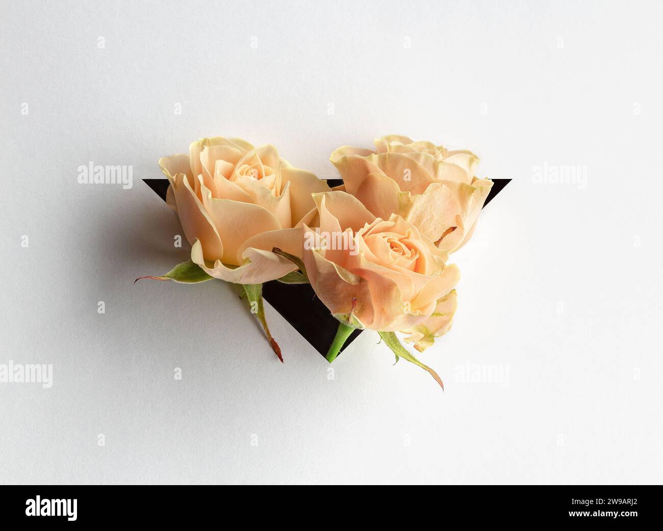 Spray roses hi-res stock photography and images - Alamy