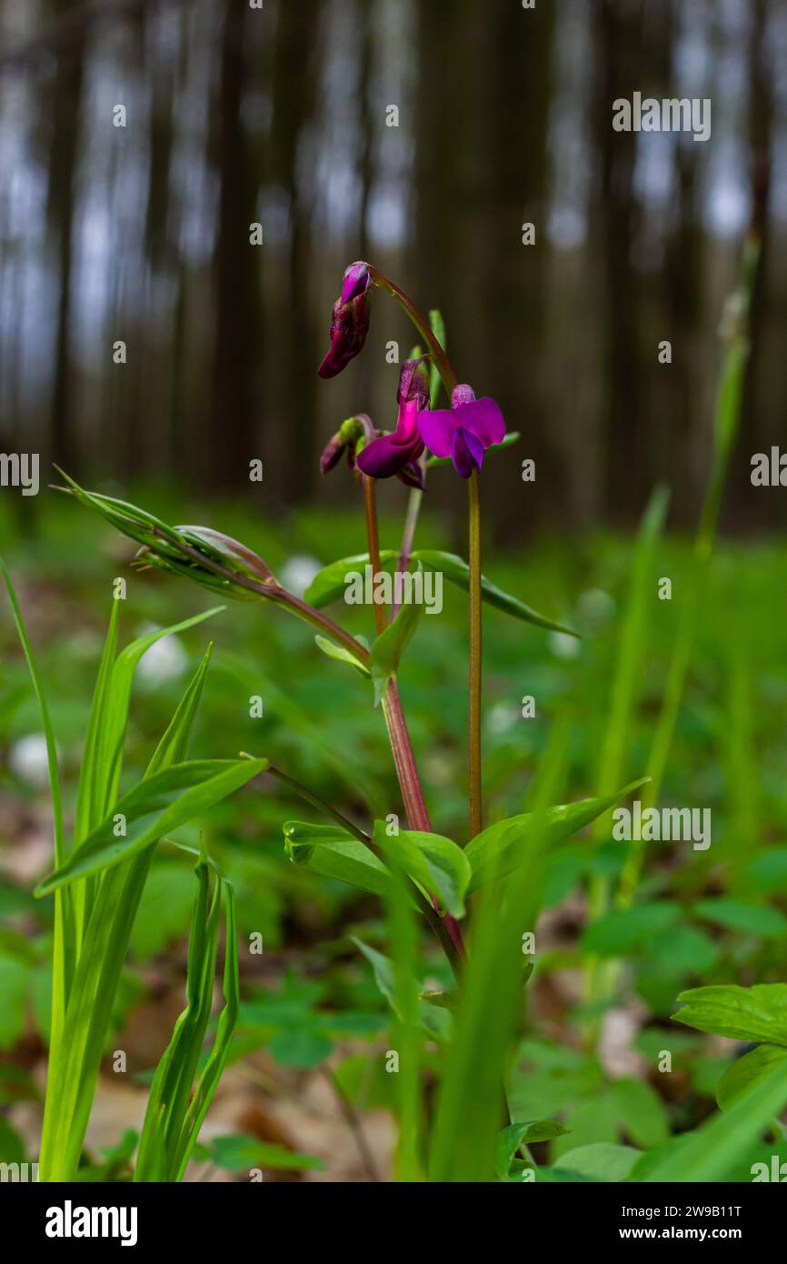 Lathyrus vernus in bloom, early spring vechling flower with blosoom and green leaves growing in forest, macro. Stock Photo