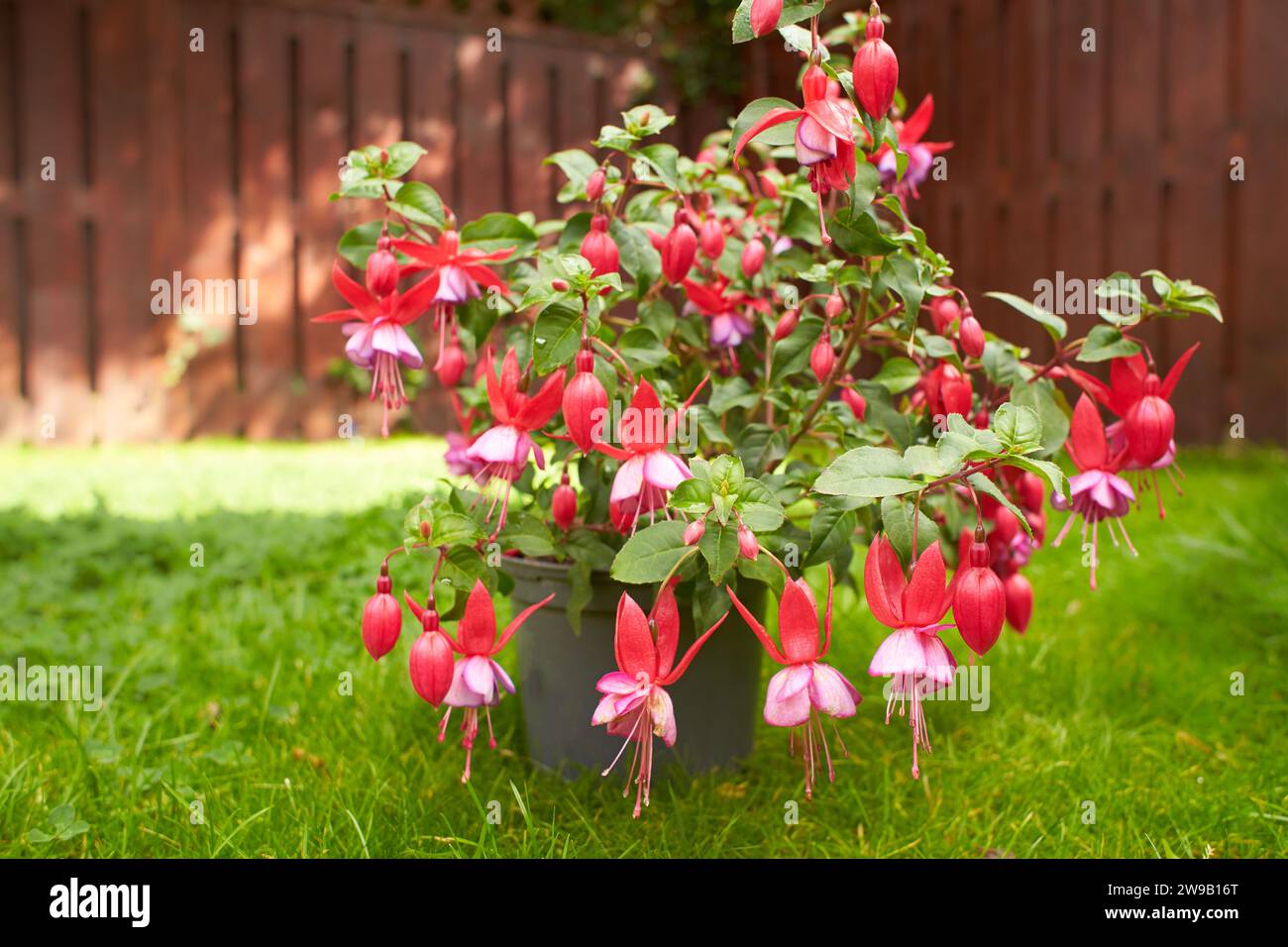 Large pot with lots of blooming Pink and white Fuchsia flowers Stock Photo