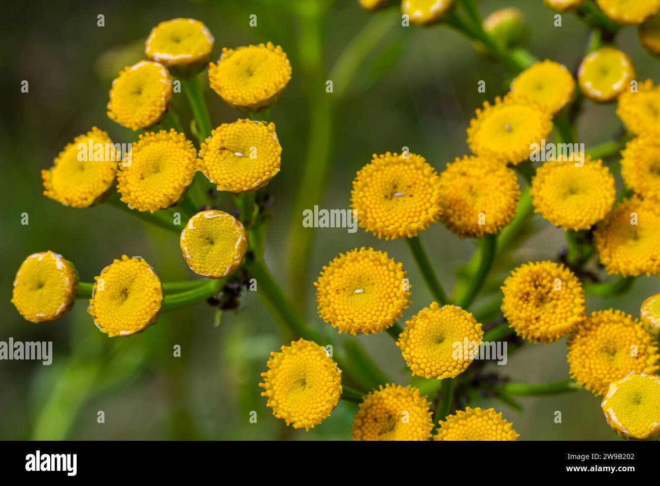 Yellow flowers of Tancy blooming in the summer. Tansy Tanacetum vulgare is a perennial, herbaceous flowering plant in the genus Tanacetum in the aster Stock Photo