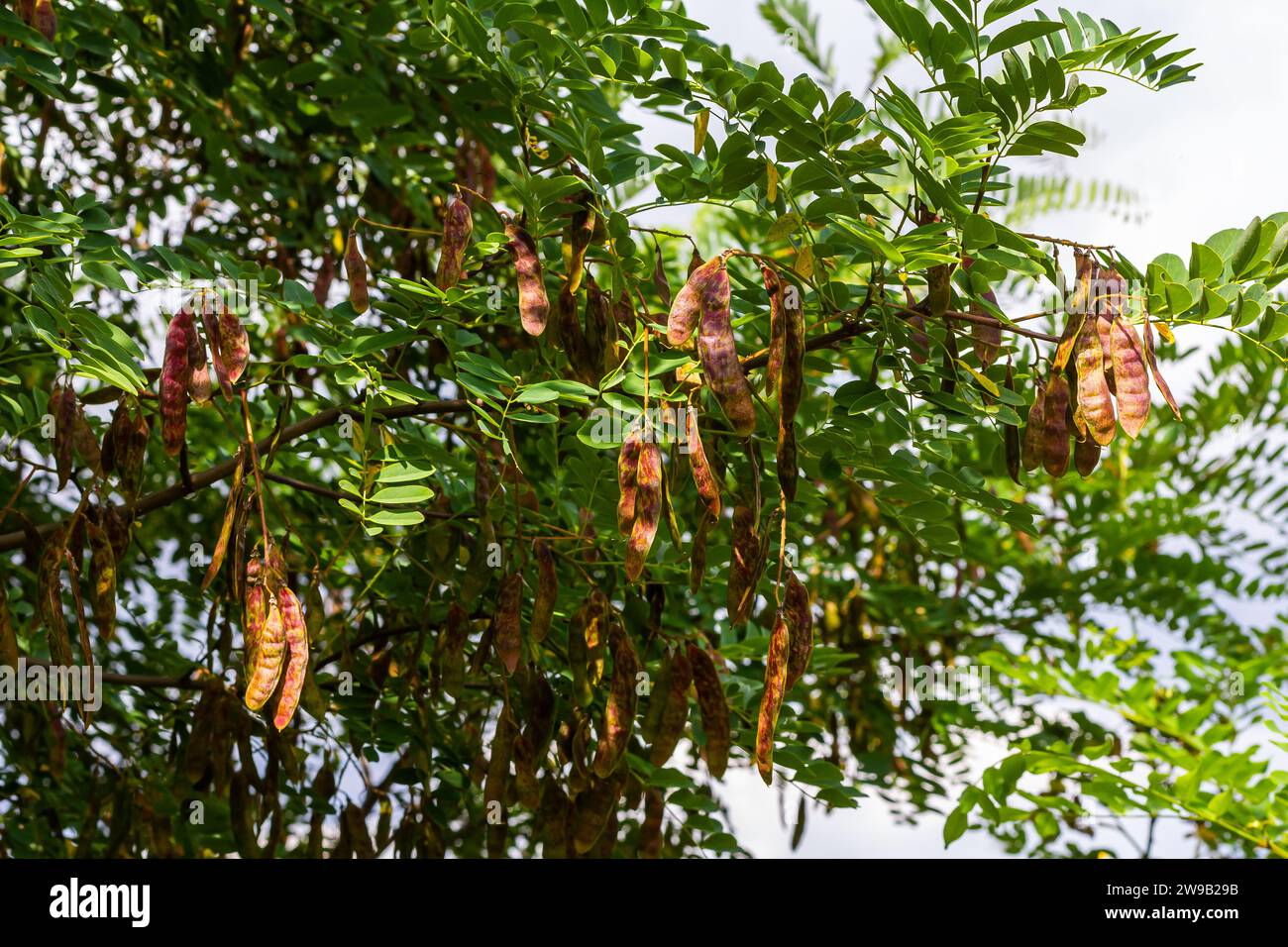 thumbnail image 2 of CHUXAY GARDEN 25 Seeds Robinia Pseudoacacia,Black Locust 2 of 13