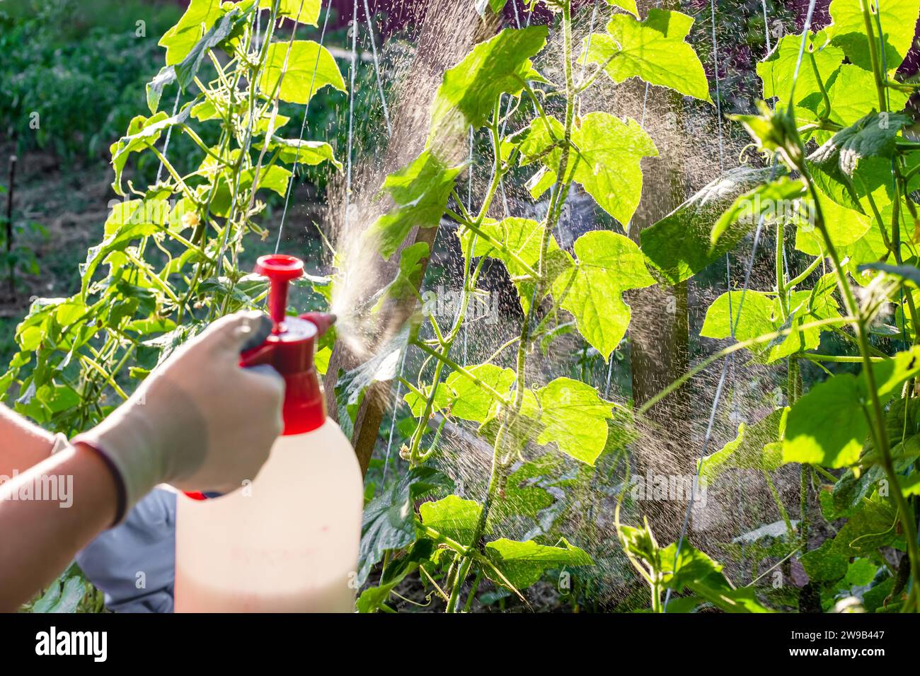 farmer sprays cucumber plants against parasites and diseases. Growing
