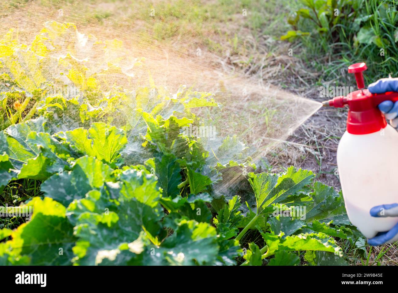 A gardener sprays zucchini plants against parasites and diseases