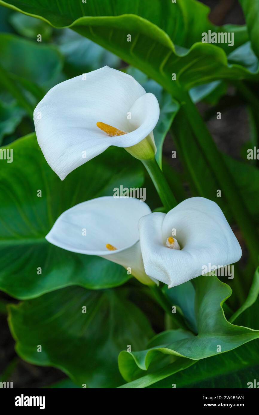 Zantedeschia aethiopica Crowborough, arum lily Crowborough, Zantedeschia Crowborough, funnel-shaped white spathes, yellow spadices Stock Photo