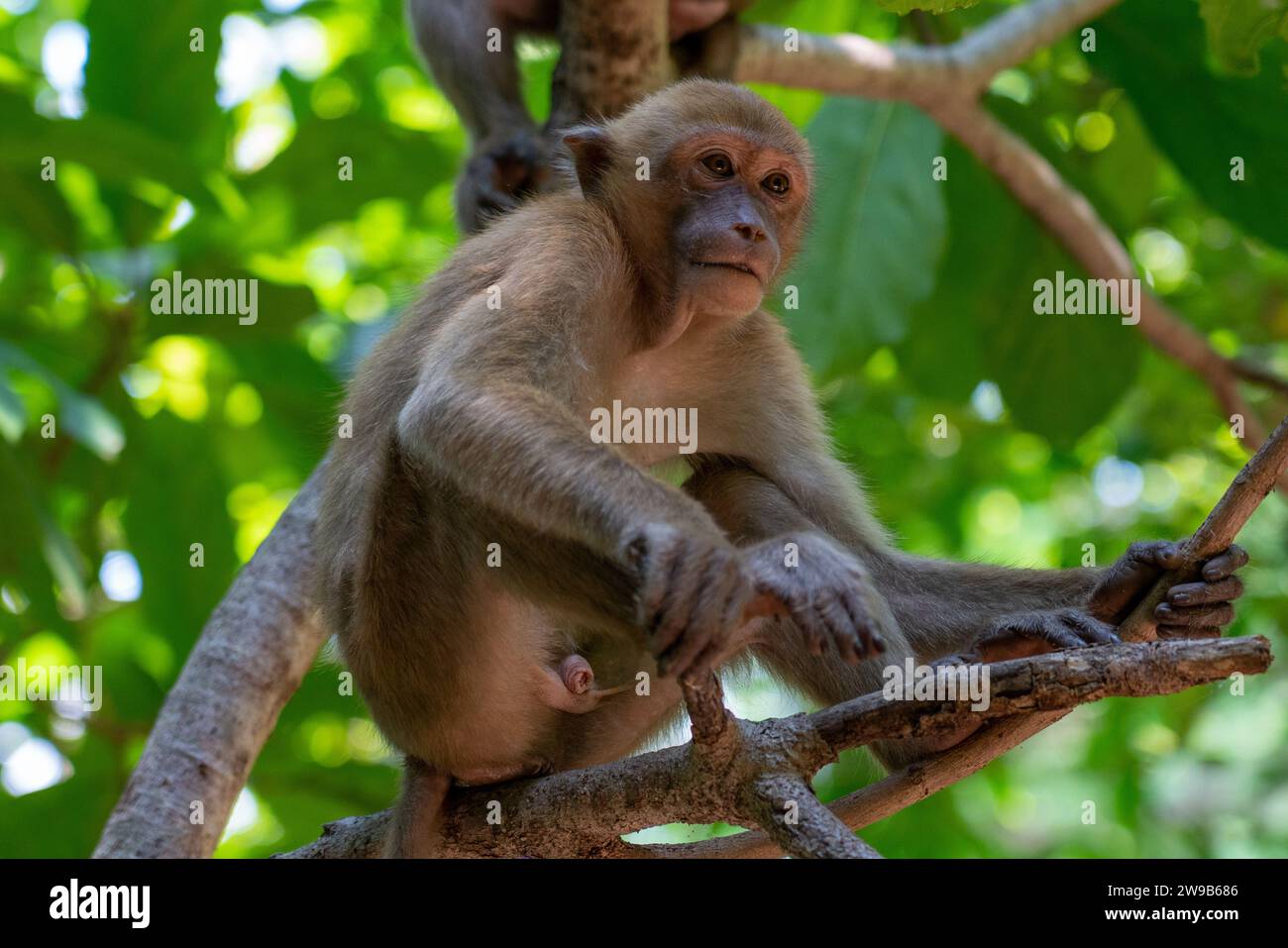 Macaques in jungle hi-res stock photography and images - Alamy