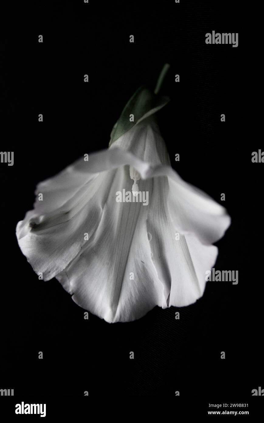 morning glory flowers isolated on black background. Japanese morning glory flowers (Ipomoea nil) is a species of Ipomoea morning glory, known as Stock Photo