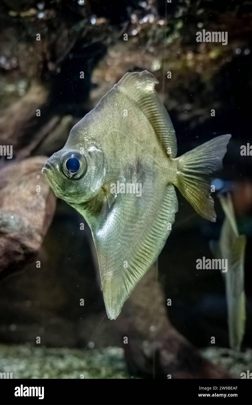 Palais de la Porte Dorée. Tropical fishes. View of a Fish Moon Stock ...
