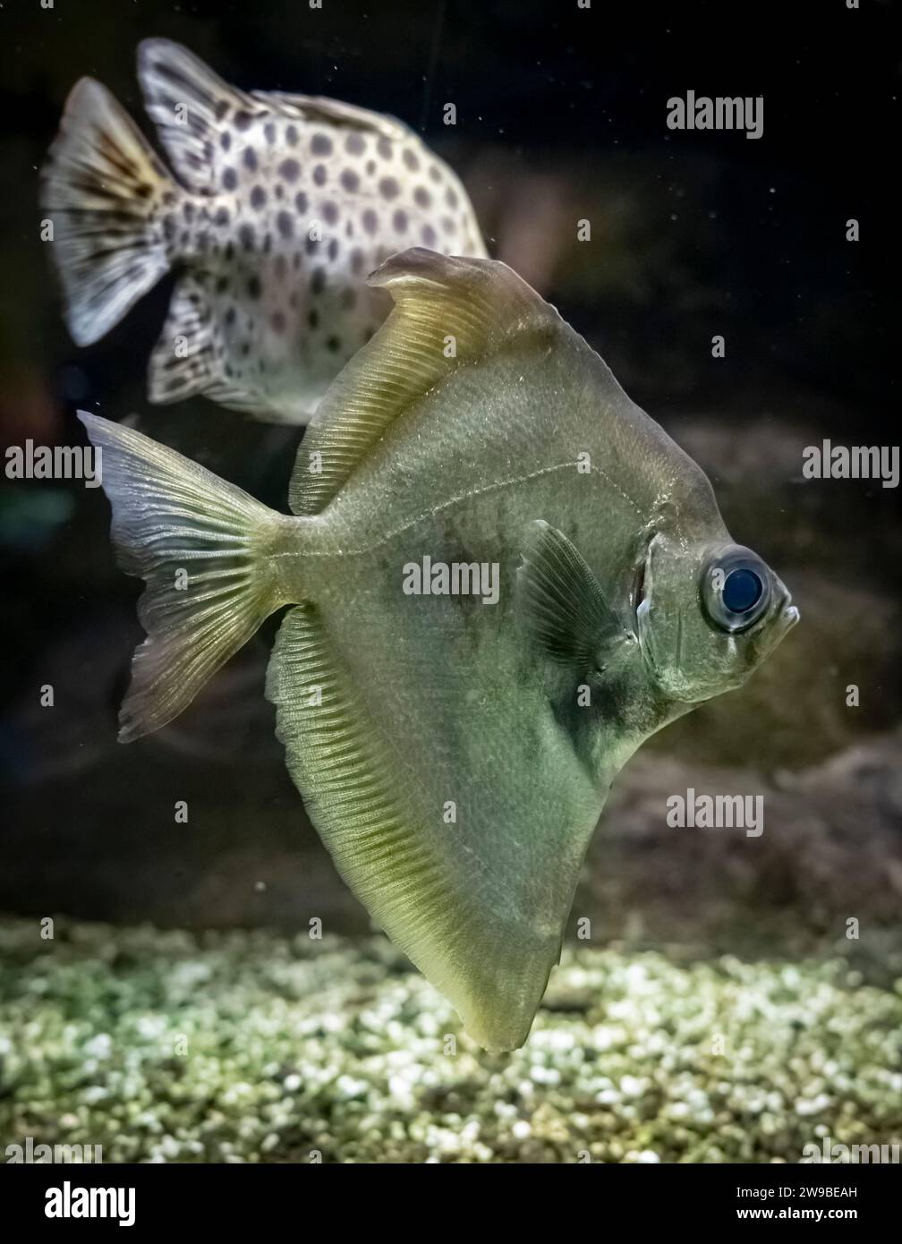 Palais de la Porte Dorée. Tropical fishes. View of a Fish Moon Stock ...