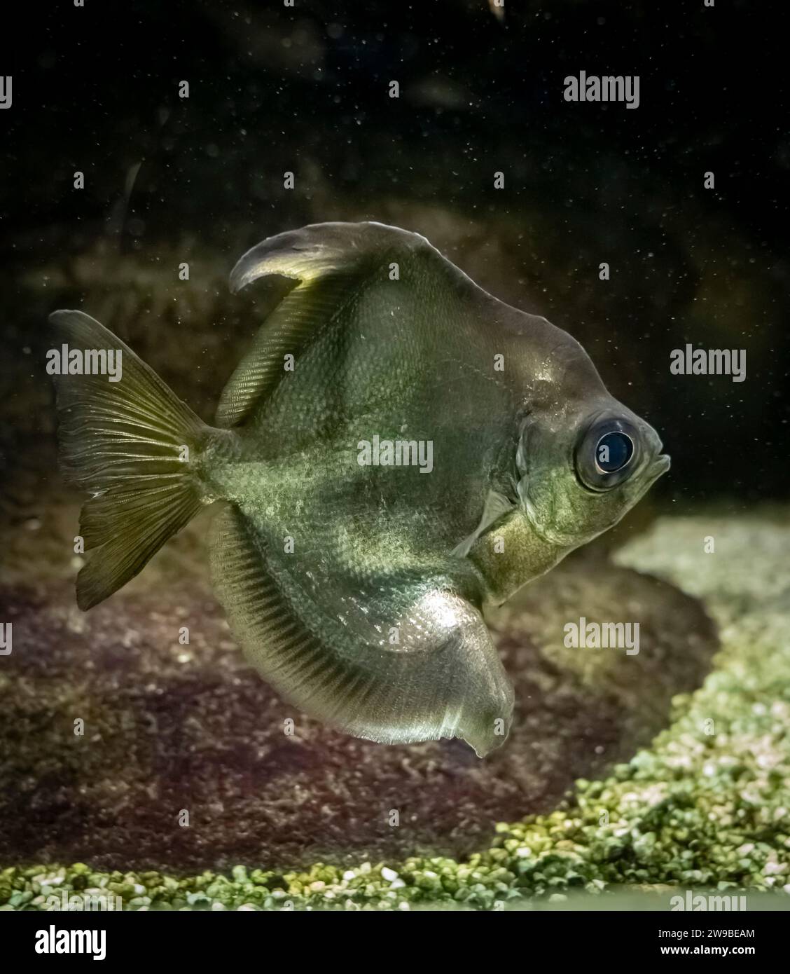 Palais de la Porte Dorée. Tropical fishes. View of a Fish Moon Stock ...
