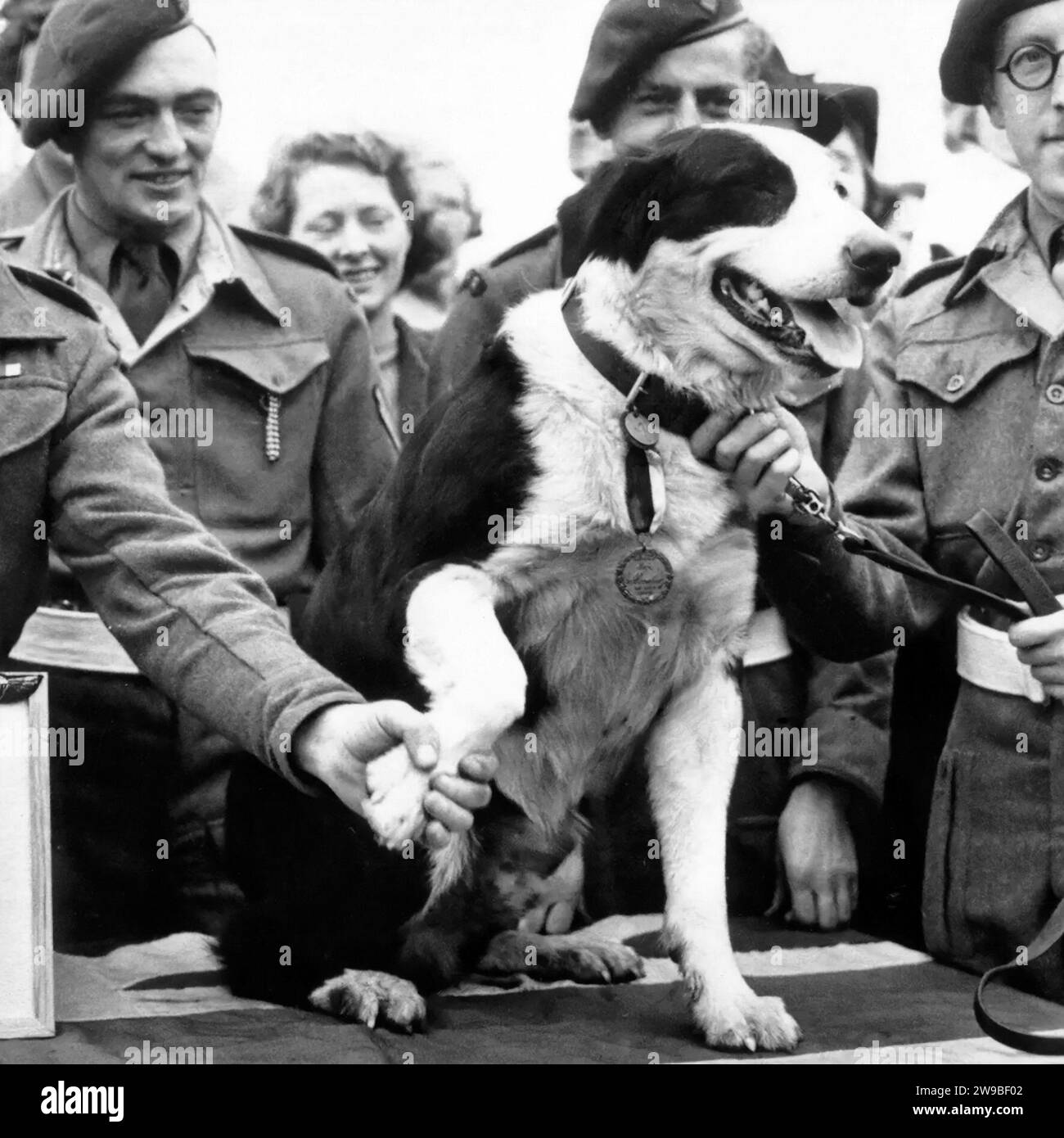 The Dickin Medal. The PDSA Dickin Medal is awarded to animals for conspicuous gallantry or devotion to duty while serving in military conflict. Here,  Rob the Collie is receiving his Dickin Medal in 1945. Rob made over 20 parachute descents during the North African Campaign; serving with the Special Air Service . Stock Photo