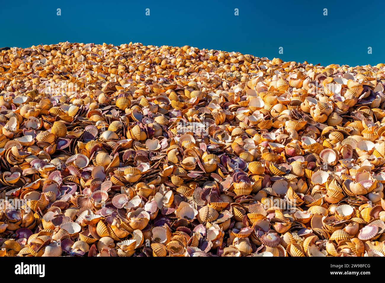 Full frame of shells of Pacific calico scallop Stock Photo