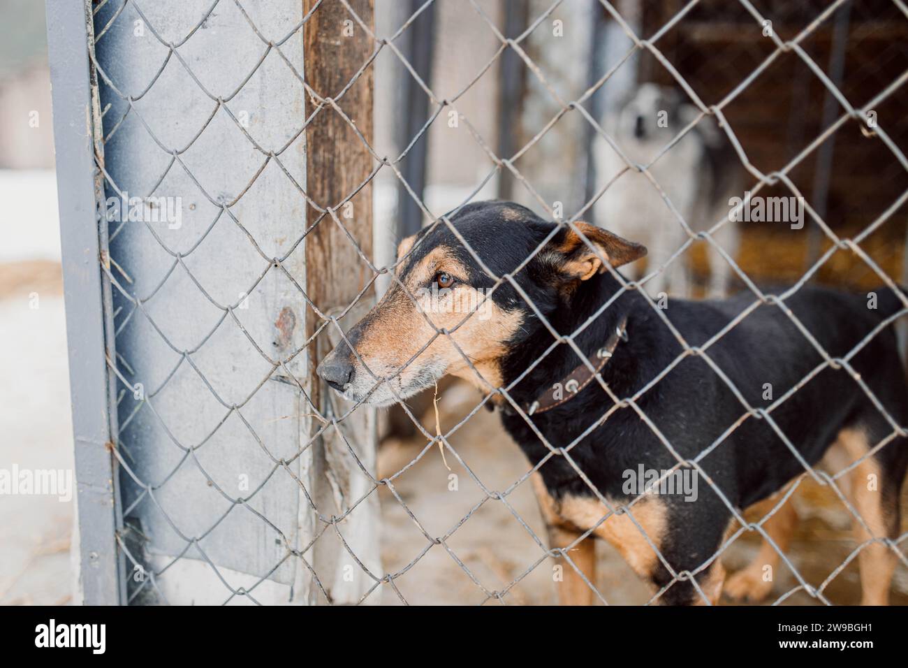 Sad homeless Jagdterrier in a cage in a shelter for stray dogs Stock Photo