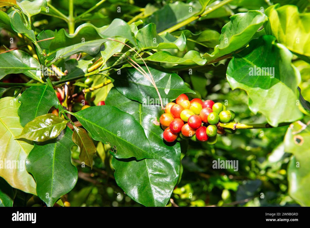 Coffee bushes in the Blue Mountains, Jamaica, Central America Stock Photo