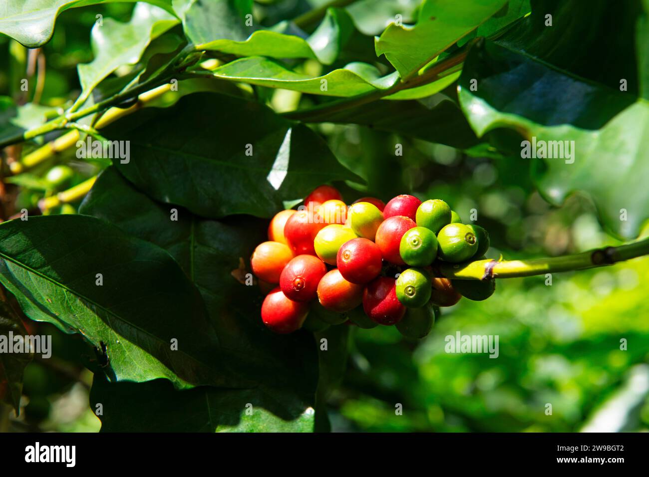 Coffee bushes in the Blue Mountains, Jamaica, Central America Stock Photo