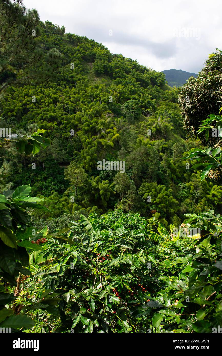 Coffee bushes in the Blue Mountains, Jamaica, Central America Stock Photo