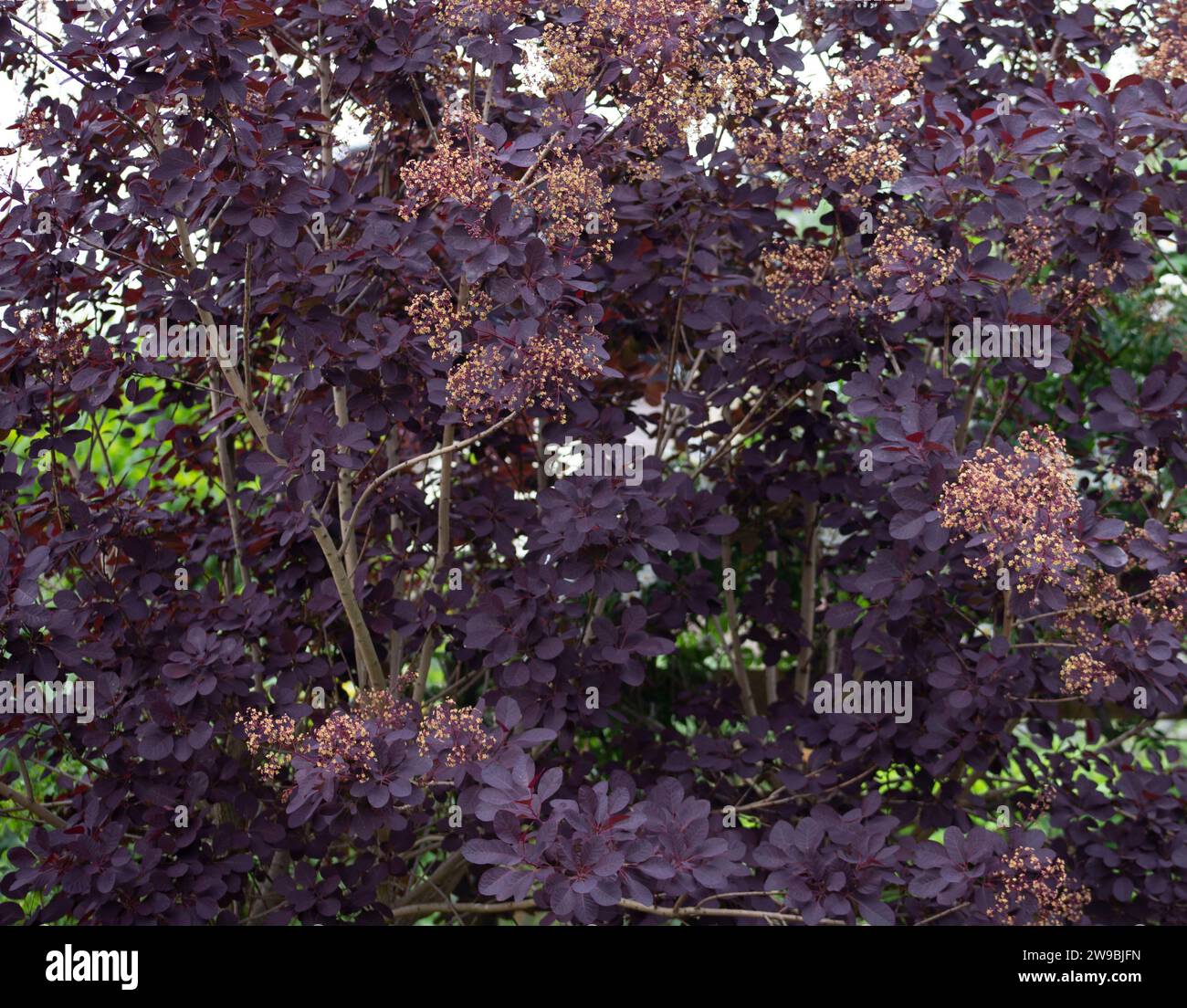 Smoke bush Continus Coggygria Royal Purple Stock Photo