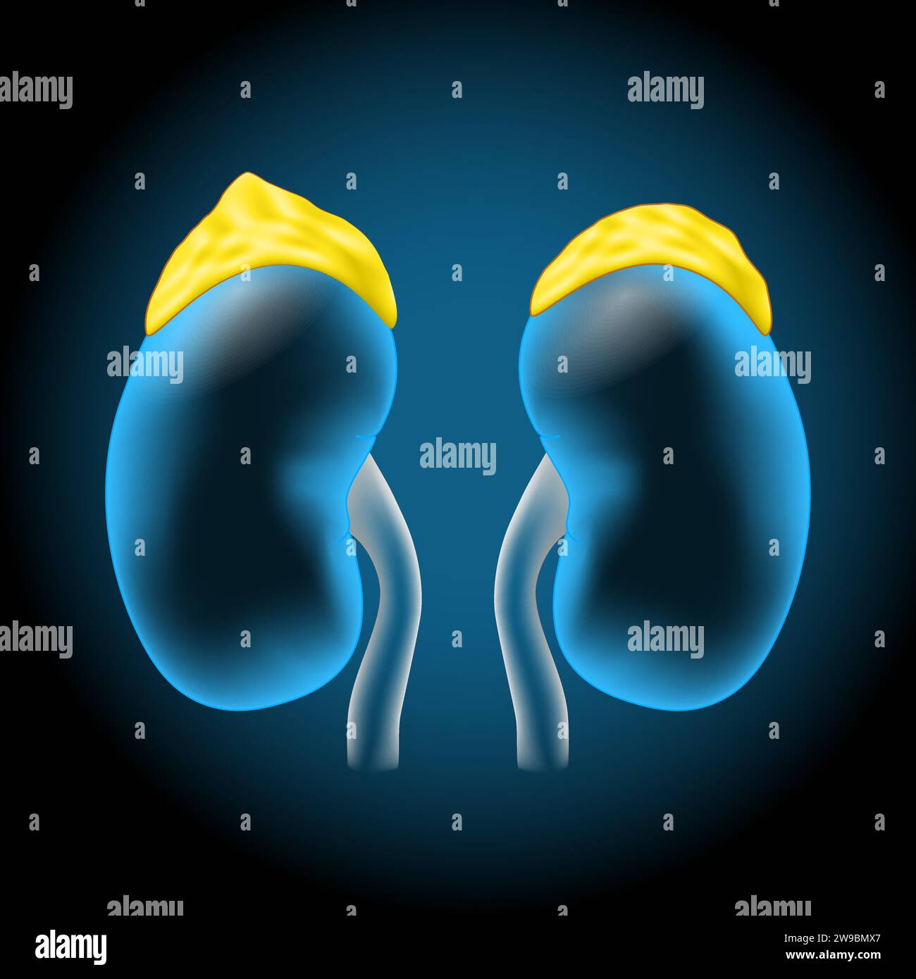 Adrenal glands. Realistic transparent blue human kidneys with glowing ...