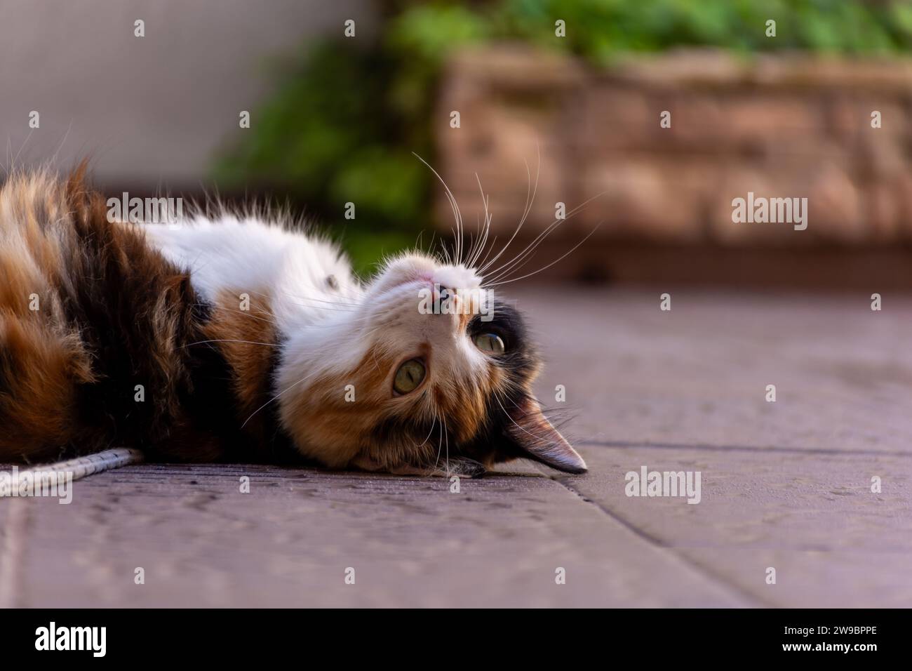 A beautiful calico cat lies on its back in a sun-drenched courtyard ...