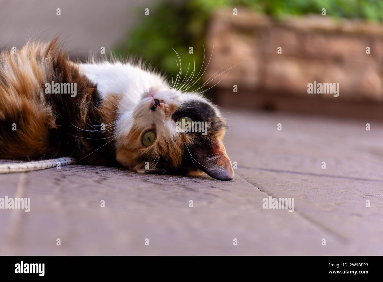 A cute gray tabby kitten basking in the sun while lying on its back on a red brick floor Stock Photo