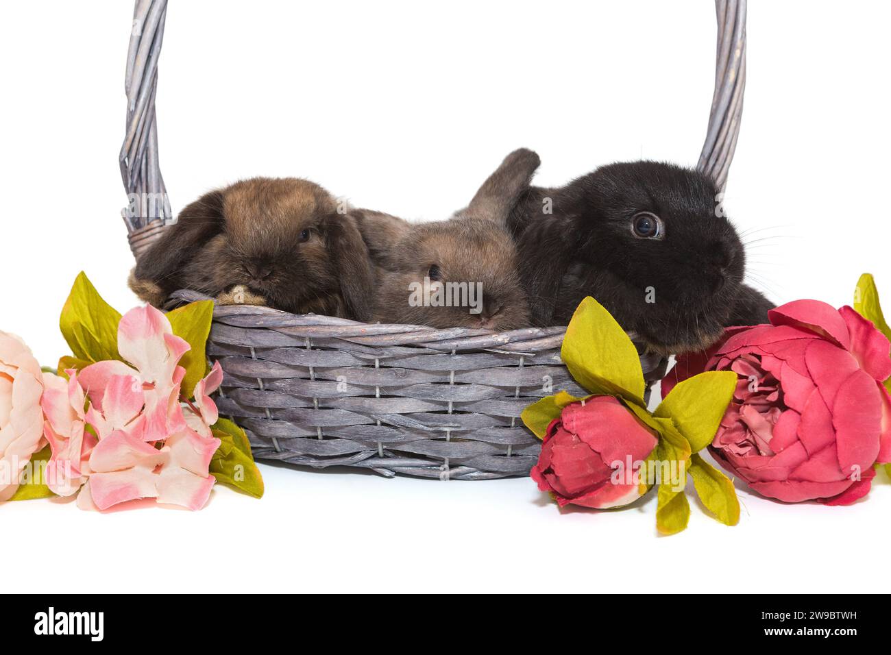 Three Ear Rabbit Cute rabbits flowers hi-res stock photography and images - Alamy