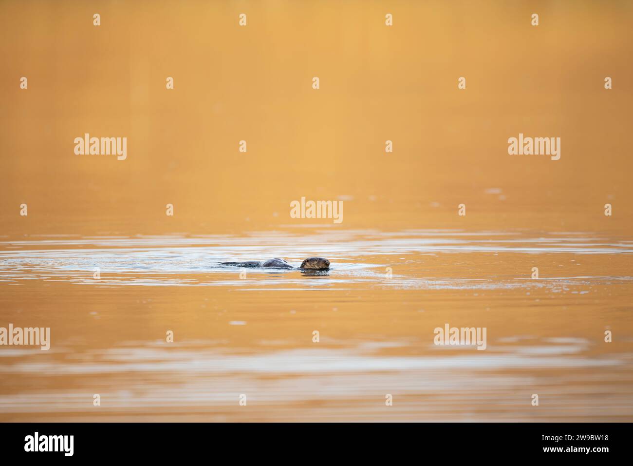 European otter (Lutra lutra) swimming in a golden pond Stock Photo