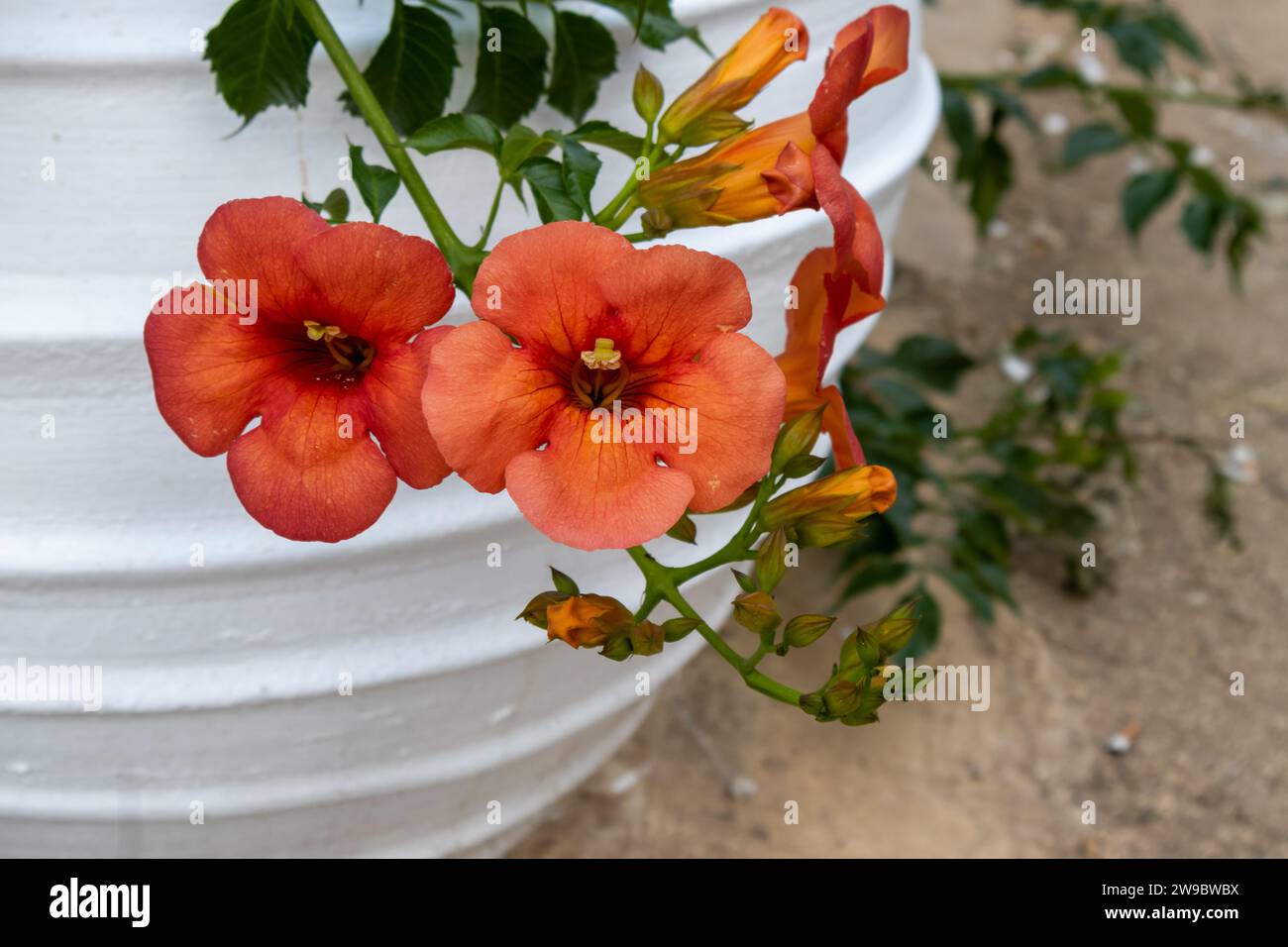 Orange blossoms of the Campsis grandiflora, growing in a large white pot at the Durrell White House in Kalami, at the coast of the island Corfu, Greec Stock Photo