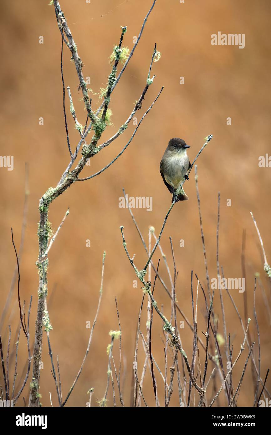 Pretty birds hi-res stock photography and images - Alamy