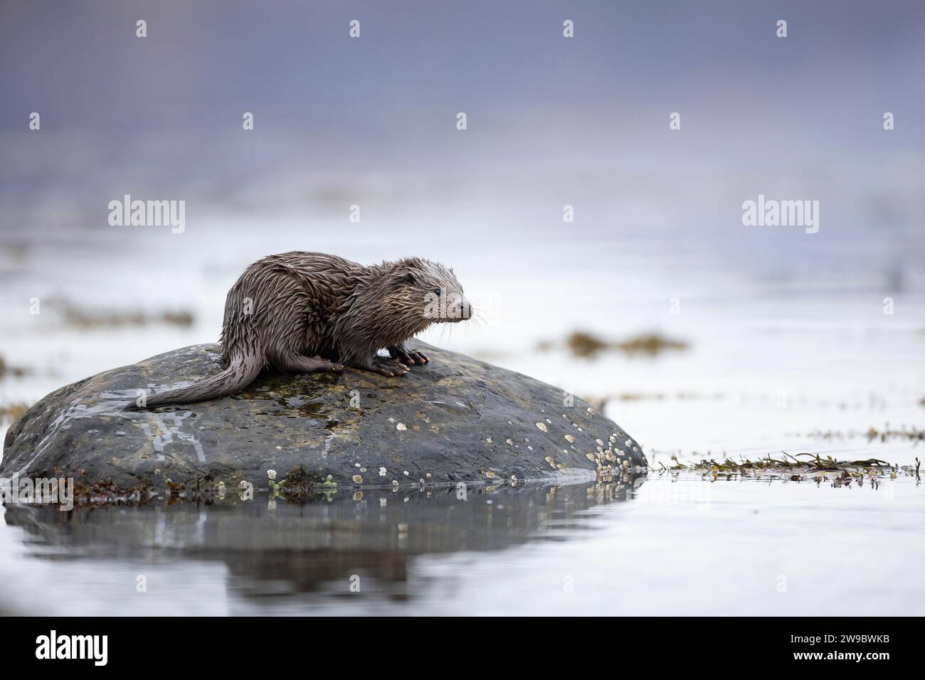 Young European otter (Lutra lutra) sitting on a rock in a Scottish Loch Stock Photo